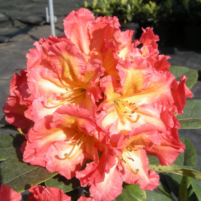 Sun Fire :: Rododendrony